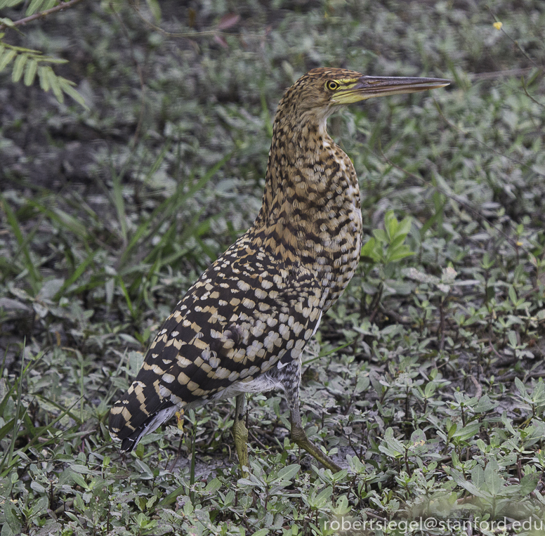 pantanal 2014